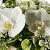 Weiße grüner Tischschmuck aus Orchideen, Hortensien, Schleierkraut und Efeu.